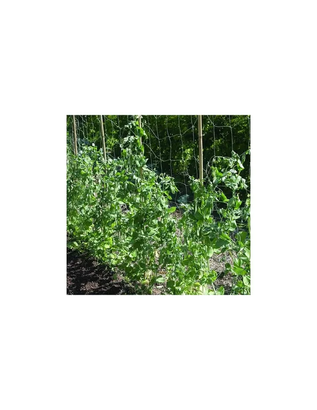 Imprescindible (Must-Have) MALLA ENTUTORAR TRELLINET BIO 20x20cm 1,85x5m