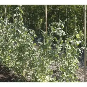 Nuevo Modelo MALLA ENTUTORAR TRELLINET BIO 1,85 X 5 M VERDE