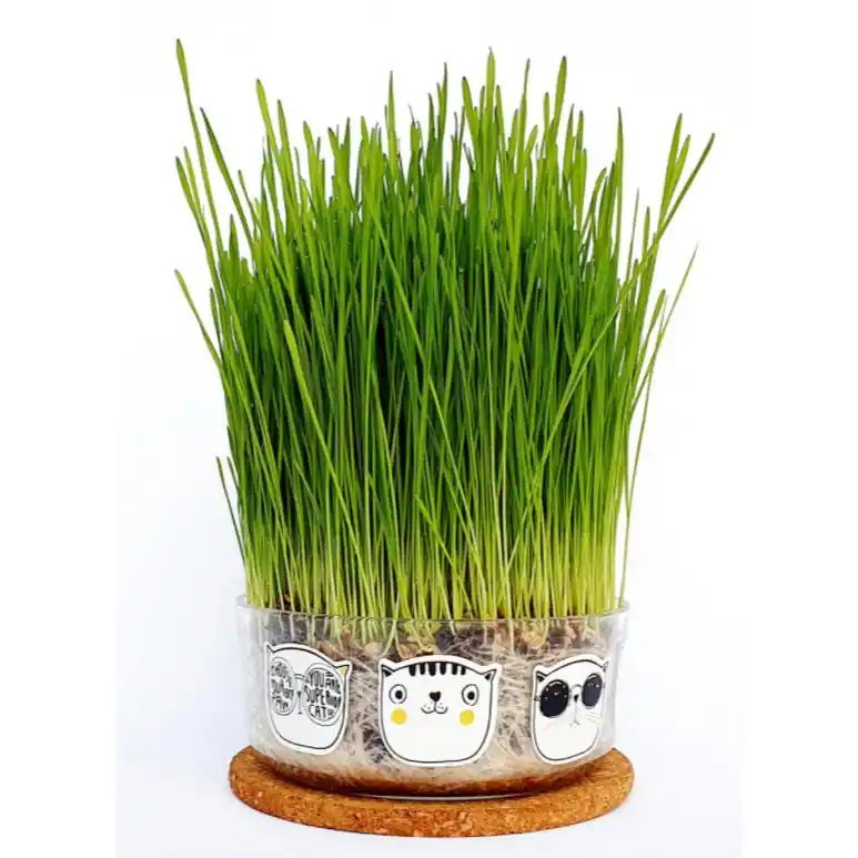 Hierba para gatos set de cultivo Favorito De Clientes