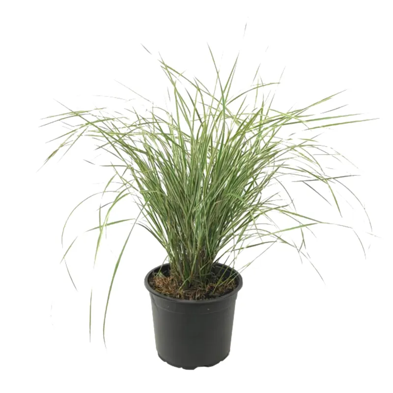 Favorito De Clientes Plantas De Hierba De Caña - Calamagrostis 'overdam' - Altura 20-30cm - ⌀23cm
