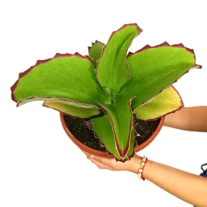 Kalanchoe Synsepala M25 Nuevo Modelo