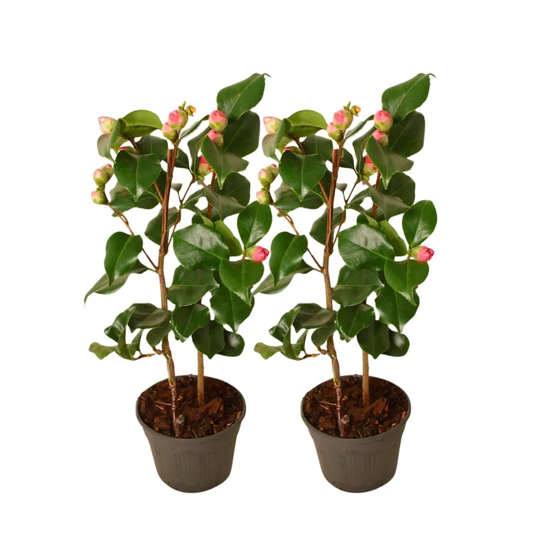 Rosa Japonesa - 2 Pzs - Camellia Japonica 'dr. King' - Altura 50-60cm - ⌀15cm Comprar En Línea