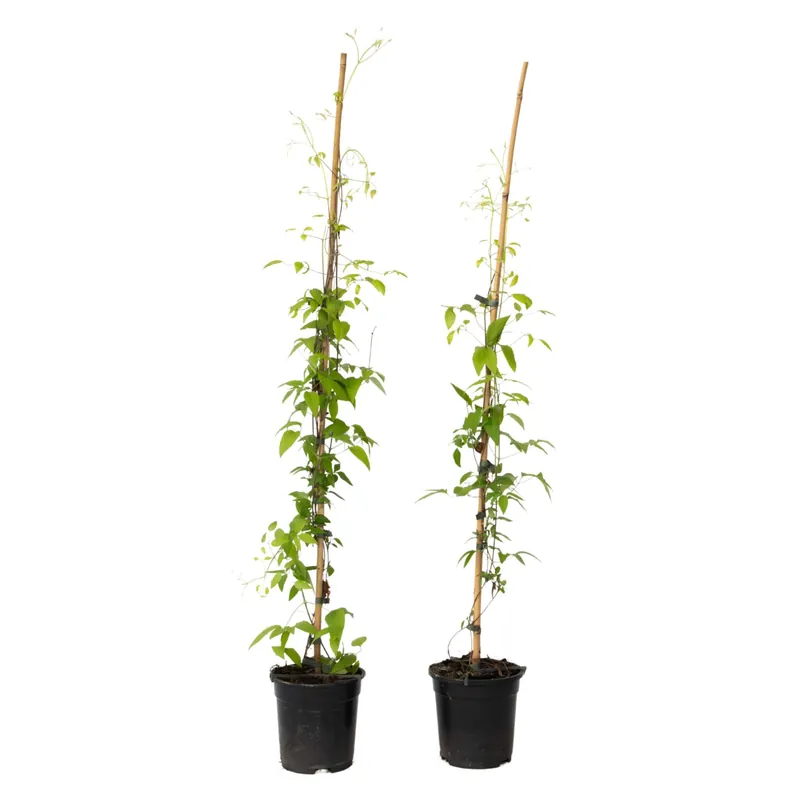 Clemátide - 2 Pzs - Clemátide 'hagley Hybrid' - Altura 100-120cm - ⌀17cm Certificado