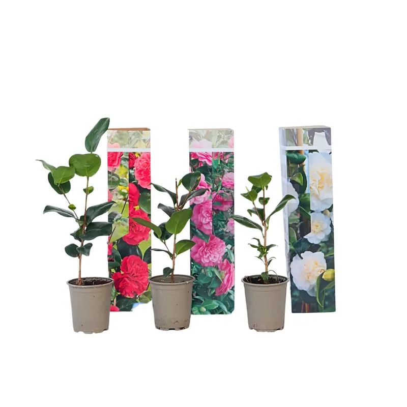 Precio Rebajado Rosa Japonesa - 3 Pzs - Camellia Japonica - Altura 25-40cm - ⌀9cm