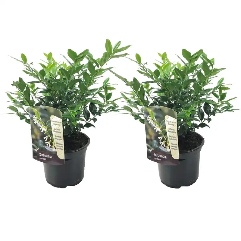 Sarcocoque - 2 Pzs - Sarcococca 'confusa' - Altura 30-40cm - ⌀17cm Certificado