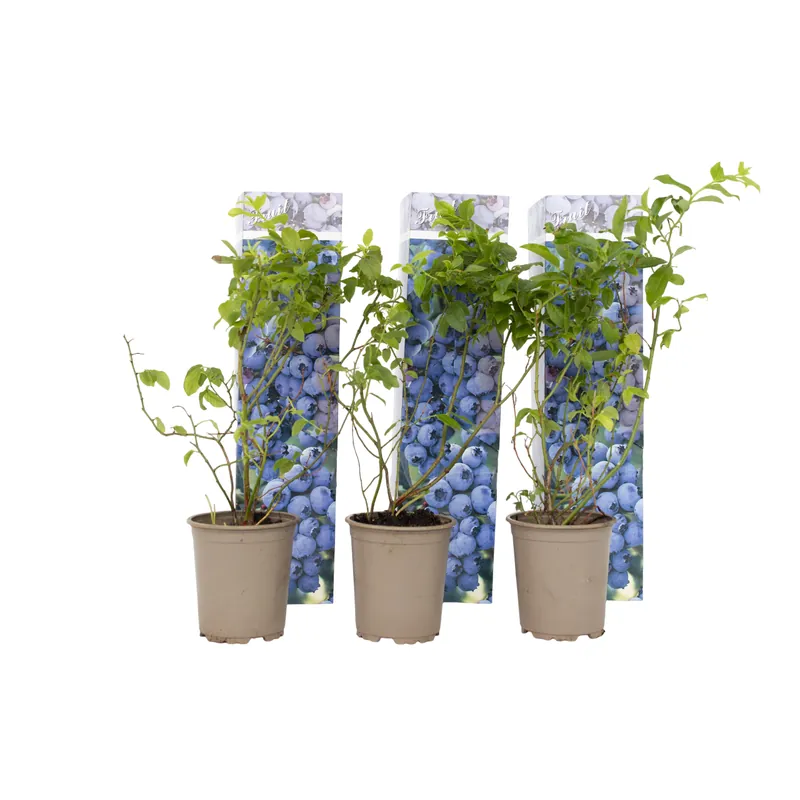 Máxima Calidad Arándano Alto - 6 Pzs - Vaccinium 'sunshine Blue' - Altura 25-40cm - ⌀9cm