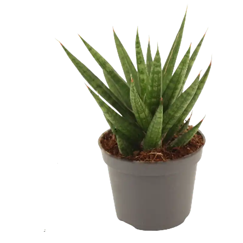 Sansevieria francisii planta suculenta de interior purificadora Ø6 Lujoso