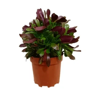 Aeonium Arboreum M20 Premium