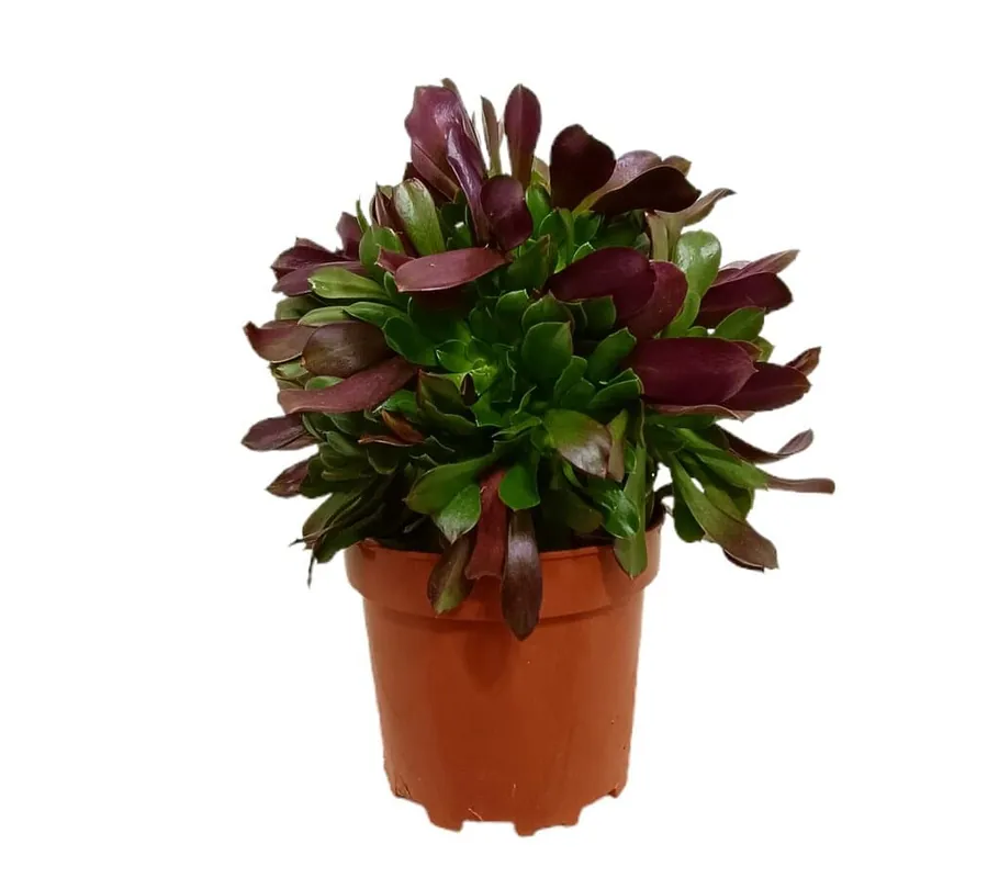 Aeonium Arboreum M20 Premium