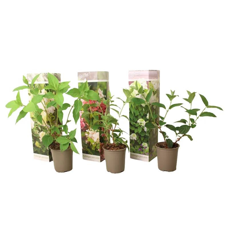 Pedido Al Por Mayor Hortensia - 3 Pzs - Hortensia Paniculata - Altura 25-35cm - ⌀9cm