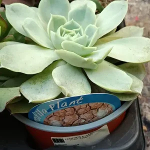 Últimas Unidades Cactus Y Suculenta Planta Grande Ø13 ☼ Ref010
