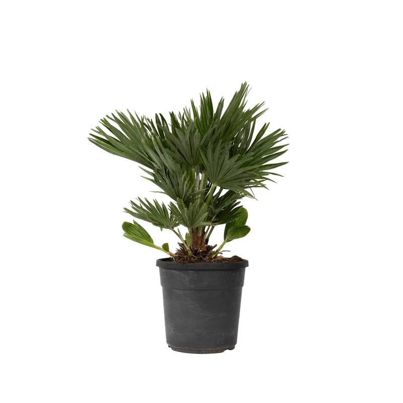 Liquidación Palmito - Margallo - Chamaerops 'vulcano' - Altura 45-55cm - ⌀24cm