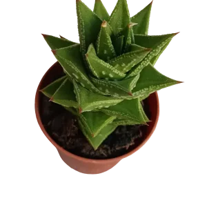 Auténtico Astrolista bicarinata planta suculenta Ø5 Haworthia