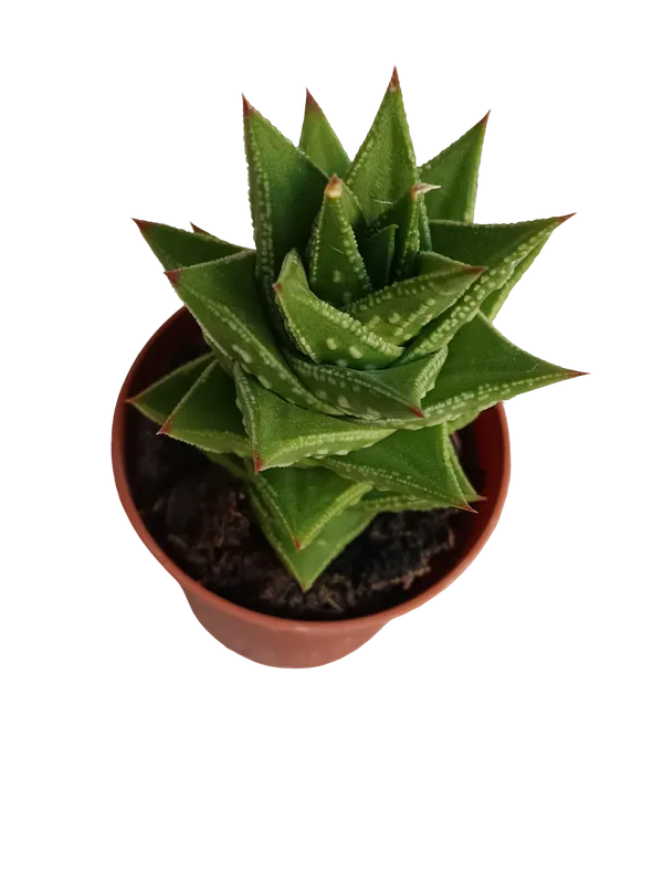Auténtico Astrolista bicarinata planta suculenta Ø5 Haworthia