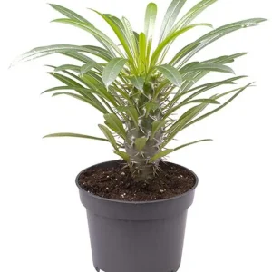 Nueva Colección Pachypodium Lamerei Planta Palmera De Madagascar Ø8