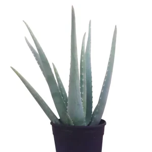 Premium Planta De Aloe Vera Ecológica. Longitud Mínima De Las Pencas De 30 Cm. Hija de una planta madre de más de 20 años.