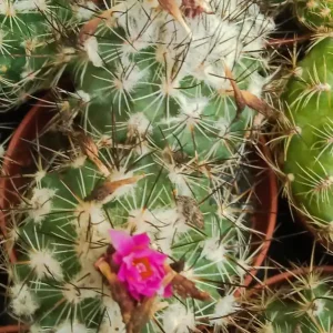 Económico Suculentas Y Cactus Variedad #65 Planta Sin Id
