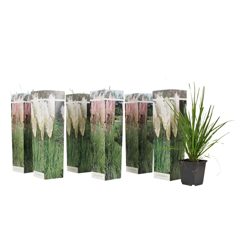 Hierba Da Las Pampas - 6 Pzs - Cortaderia Selloana - Altura 25-40cm - ⌀9cm Alta Calidad