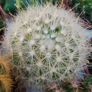 Mammillaria Senilis Cactus Ø 5 Cm Mayoreo