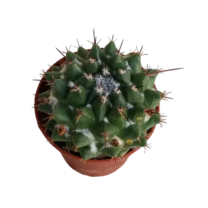 Última Versión Mammillaria Compressa Cactus Ø5 Cm Planta