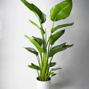Strelitzia O Ave Del Paraíso | Altura 100cm - Maceta 19cm Auténtico