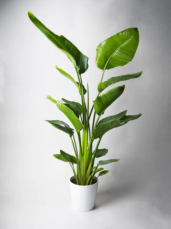 Strelitzia O Ave Del Paraíso | Altura 100cm - Maceta 19cm Auténtico