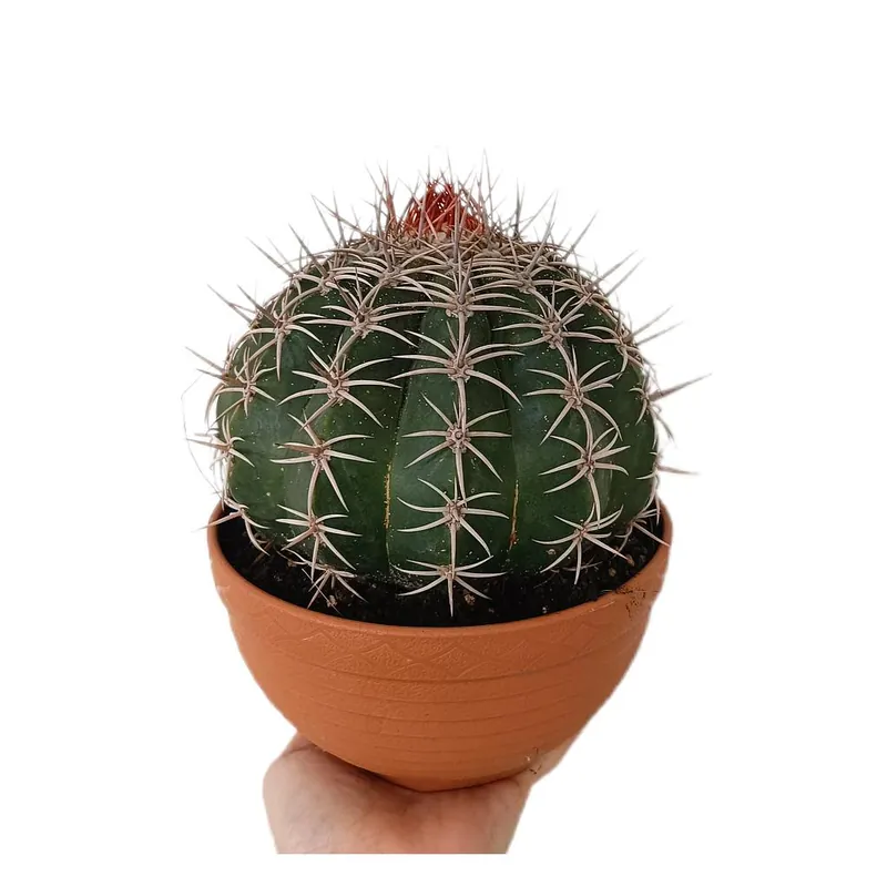 Melocactus Concinnus M17 Envío Internacional