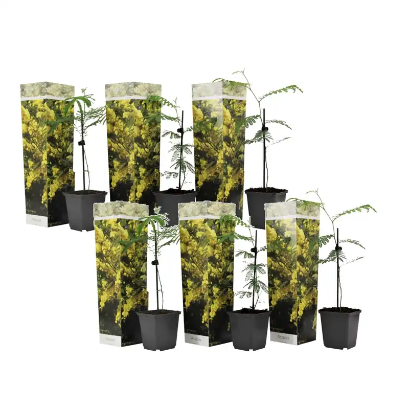 Marca Reconocida Acacia Dealbata - 6 Pzs - Mimosa Dealbata - Altura 25-40cm - ⌀9cm