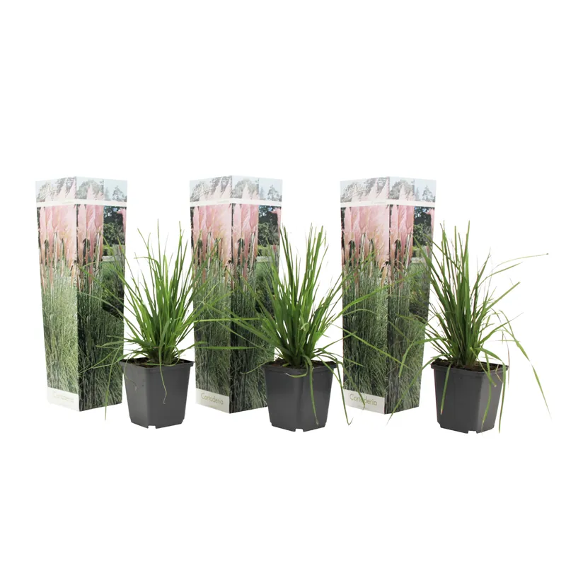 Hierba Da Las Pampas - 3 Pzs - Cortaderia Selloana - Altura 25-40cm - ⌀9cm Venta Final
