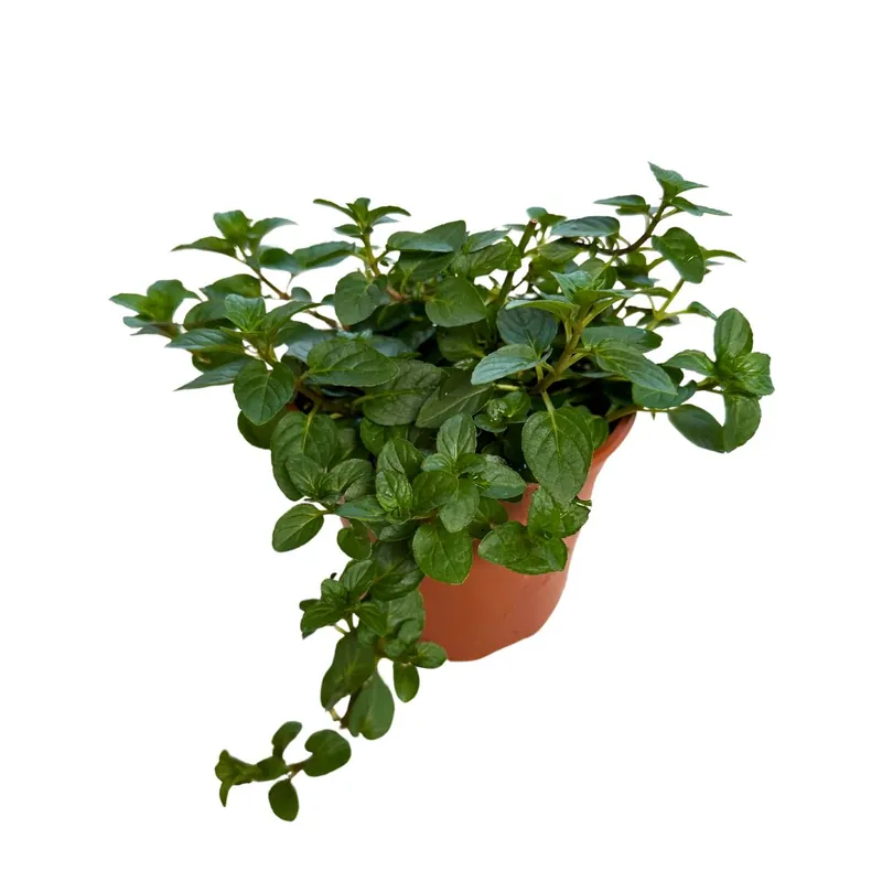 Menta Planta Aromática Y Medicinal (mentha Spp.) Precio De Fábrica