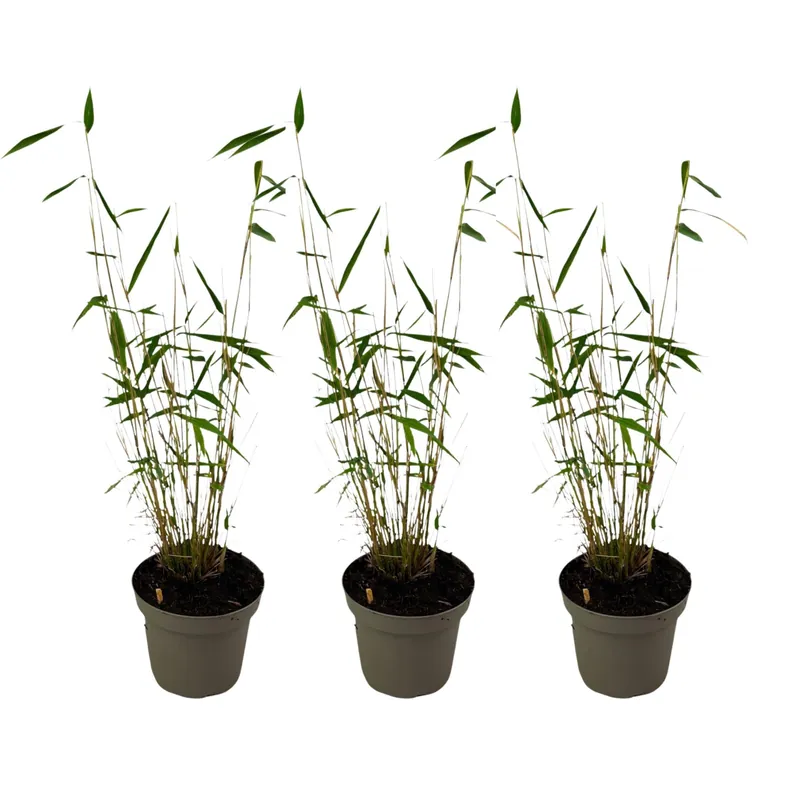 Bambú - 3 Pzs - Fargesia Papyrifera 'blue Dragon' - Altura 30-40cm - ⌀13cm Marca Reconocida