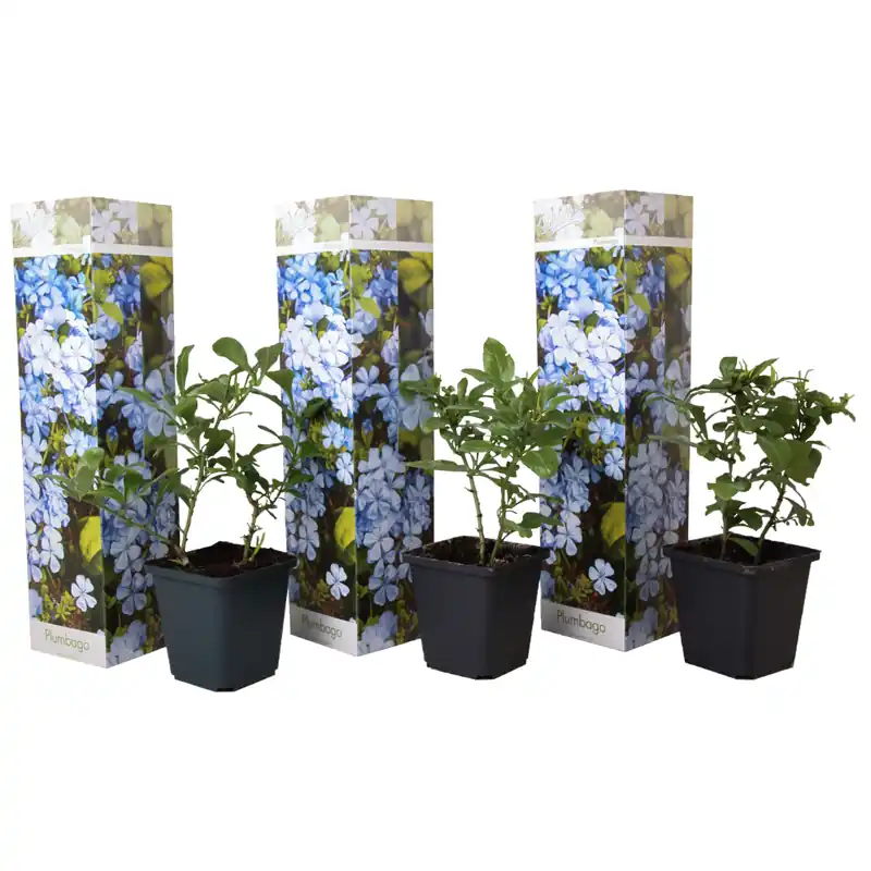 Jazmín Del Cielo - 3 Pzs - Plumbago Auriculata - Altura 25-40cm - ⌀9cm Mejor Precio