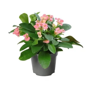 Euphorbia Mili Rosa Planta Suculenta Ø6 Espina De Cristo Precio De Fábrica