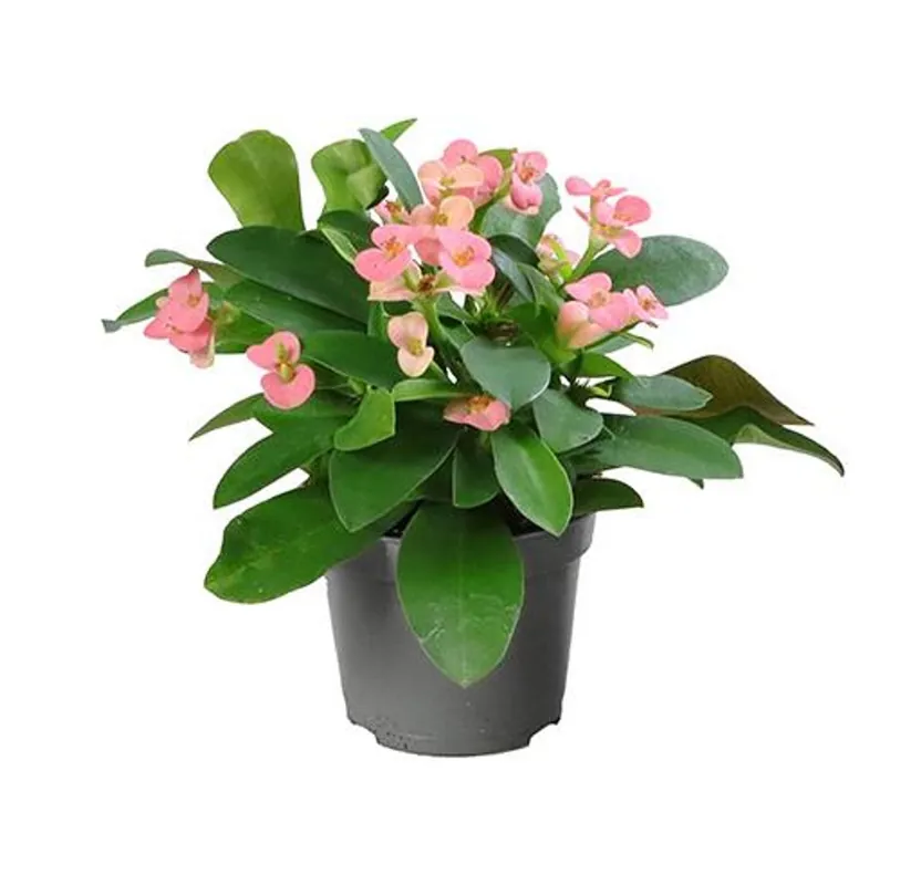 Euphorbia Mili Rosa Planta Suculenta Ø6 Espina De Cristo Precio De Fábrica