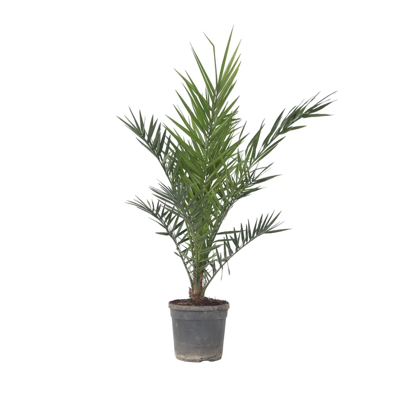 Palmera Canaria - Phoenix Canariensis - Altura 80-100cm - ⌀19cm Oferta Especial