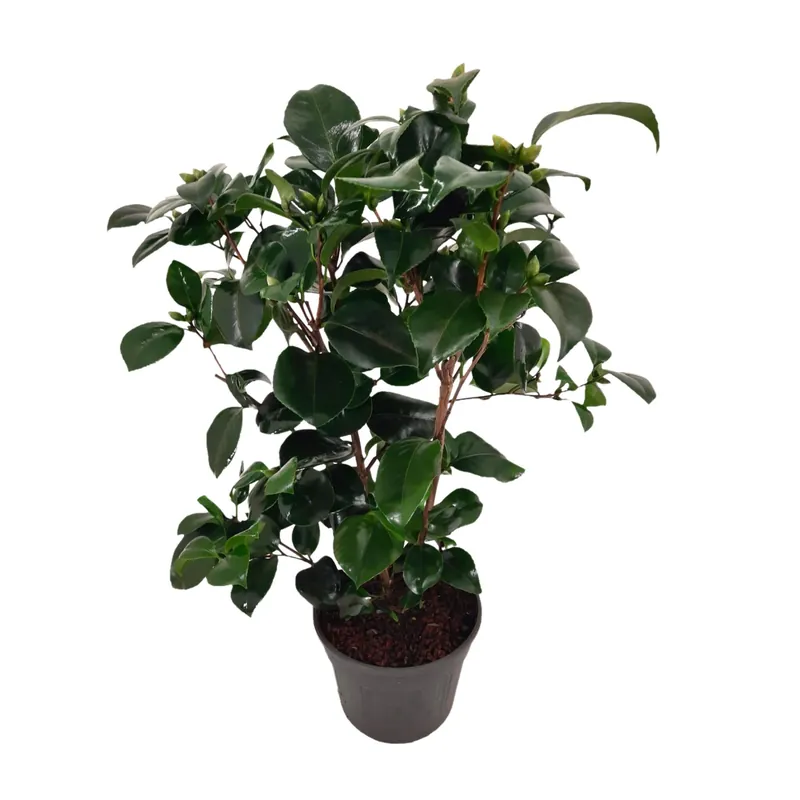 Oferta Rosa Japonesa - Camellia Japonica 'lady Campbell' - Altura 50-60cm - ⌀15cm