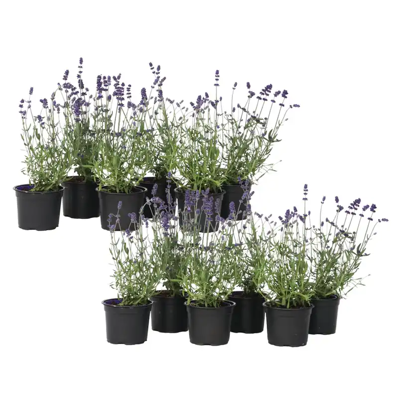Lavanda - 12 Pzs - Lavandula Angustifolia - Altura 10-15cm - ⌀105cm Favorito De Clientes