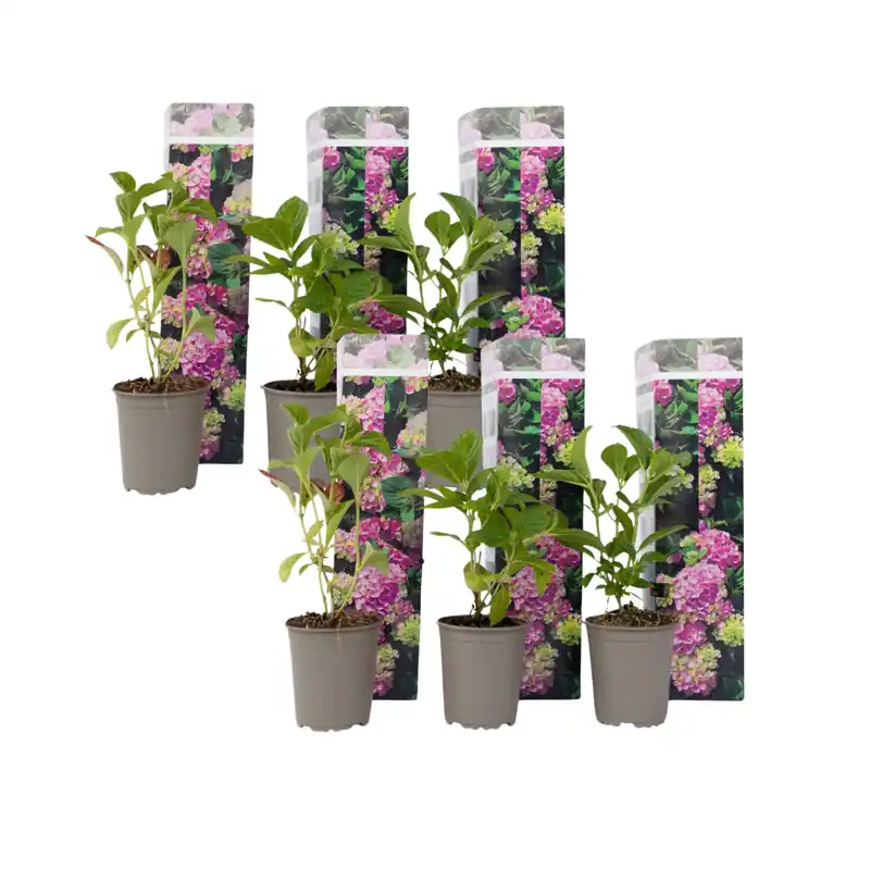 Imprescindible (Must-Have) Hortensia - 6 Pzs - Hydrangea Macrophylla 'early Pink' - Altura 25-40cm - ⌀9cm