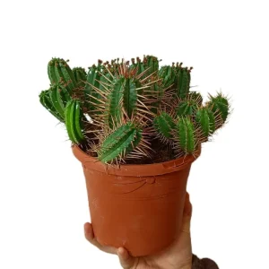 Euphorbia Ferox M17 Precio Económico