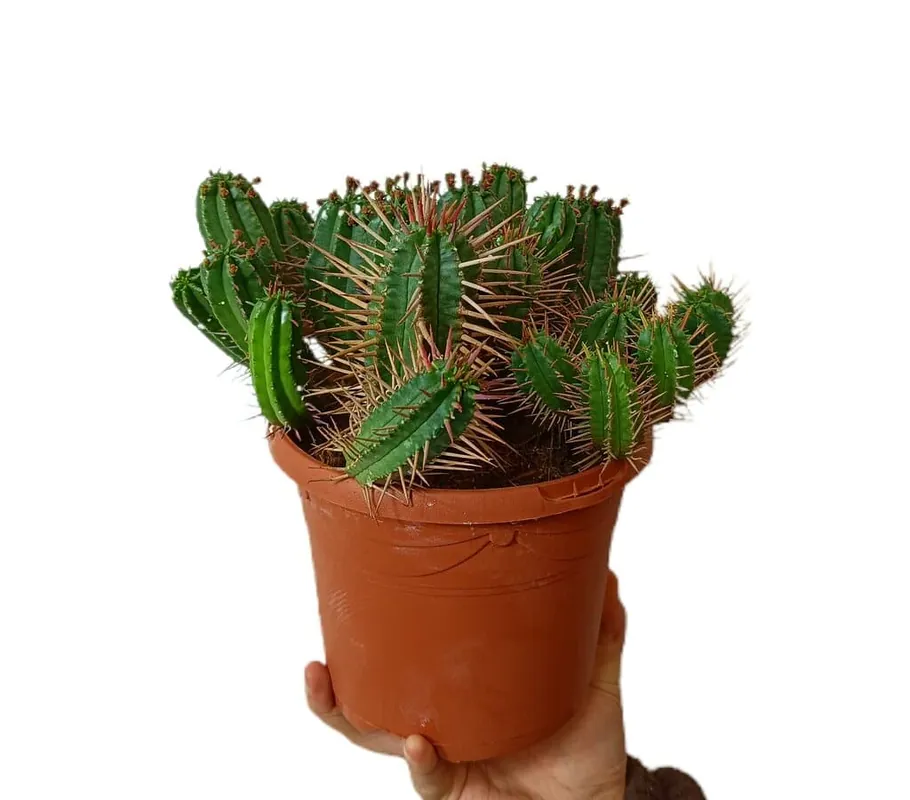 Euphorbia Ferox M17 Precio Económico