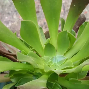 Cactus Y Suculenta Planta Grande Ø13 ☼ Ref014 Garantía De Devolución De Dinero