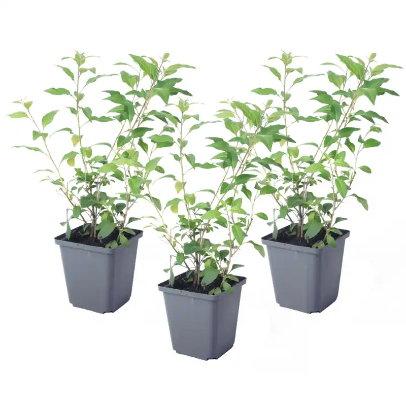 Envío Exprés Solano De Flor Azul - 3 Pzs - Lycianthes Rantonnetii - Altura 25-40cm - ⌀9cm