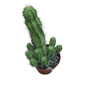 Oferta De Temporada Euphorbia Echinopsis Planta Suculenta Ø8