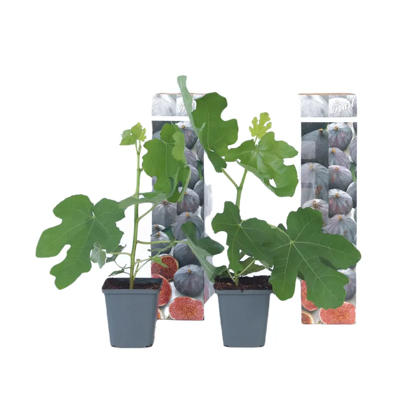 Stock Limitado Higuera - 2 Pzs - Ficus Carica 'brown Turkey' - Altura 25-40cm - ⌀9cm