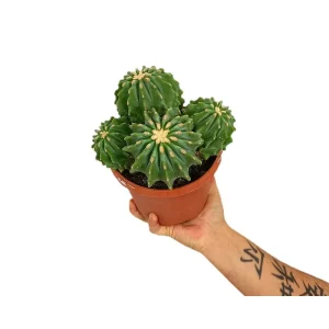Ferocactus Glaucescens Inermis M17 Precio Reducido