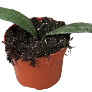Precio Rebajado Hoya Clemensiorum Sumatra Planta Suculenta Colgante Flor De Cera Ø10