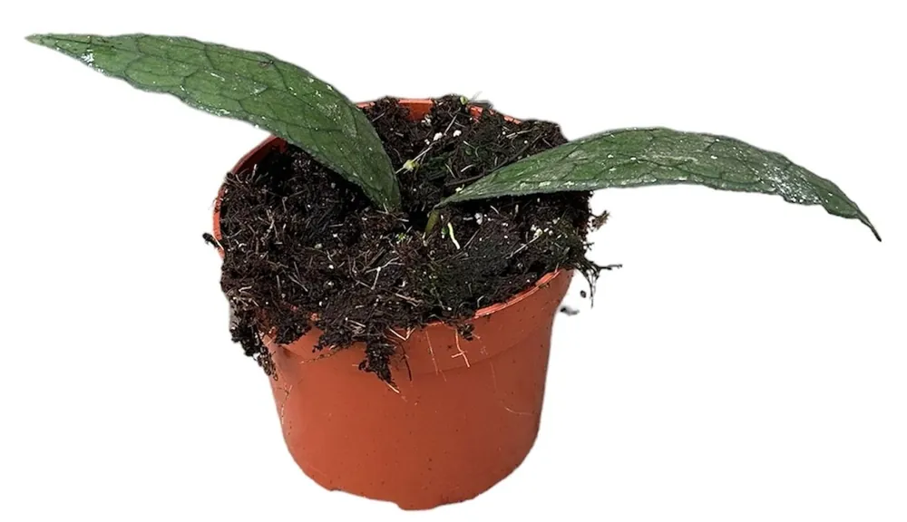 Precio Rebajado Hoya Clemensiorum Sumatra Planta Suculenta Colgante Flor De Cera Ø10