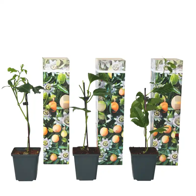 Maracuyá - 3 Pzs - Passiflora Edulis 'frederick' - Altura 25-40cm - ⌀9cm Precio Económico
