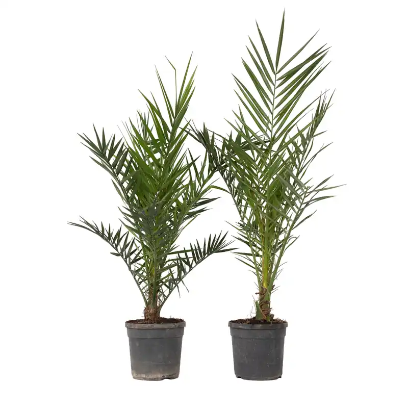 Oferta Limitada Palmera Canaria - 2 Pzs - Phoenix Canariensis - Altura 80-100cm - ⌀19cm