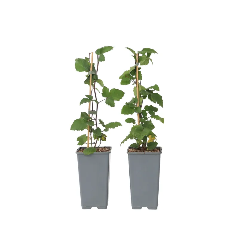 Promoción Grosella Roja - 2 Pzs - Ribes Rubrum 'jonkheer Van Tets' - A50-60cm - ⌀15cm